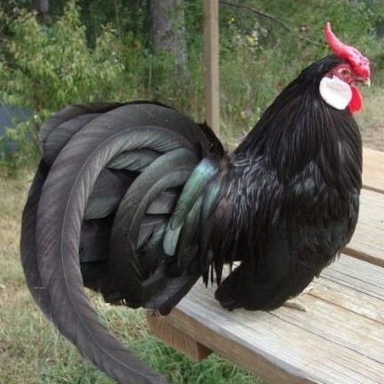 Barnevelder Chicken, Dominique Chickens, Barred Rock Chickens, Buff Orpington Chickens, Plymouth Rock Chicken, Leghorn Chickens, Brahma Chicken, Rooster Breeds, Bantam Chickens