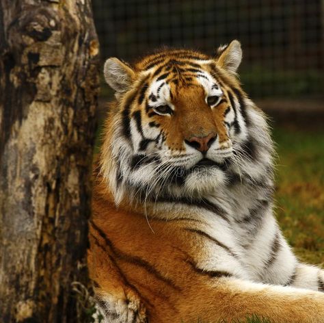 Head study of the Siberian Tiger Tiger Study, Tiger Icon, Tiger Photography, Head Study, Amur Tiger, Tiger Pictures, Siberian Tiger, Apex Predator, Picture Beautiful