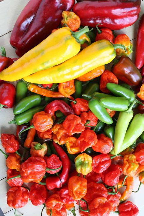 How do you spell chili pepper? Is it “chili”, “chilli”, or “chile”? Roasted Chili Peppers, Dried Peppers, Chile Pepper, Hot Peppers, Chilli Pepper, Gazpacho, Chili Peppers, Stuffed Jalapeno Peppers, Chili Pepper