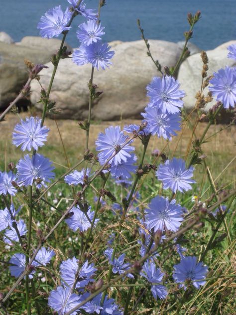 Garden Walls, Wild Flower Meadow, Reuse And Recycle, Flower Sleeve, Garden Water, Wall Garden, Flower Fairies, Always Smile, Plant Mom