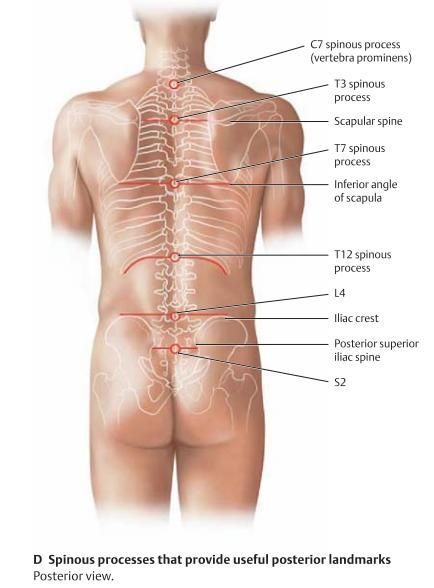 Spine Bony landmarks Bony Landmarks, Surface Anatomy, Autogenic Training, Ear Reflexology, Physical Therapy School, Muscles Of The Neck, Anatomy Medical, Physical Therapy Assistant, Massage Therapy Business