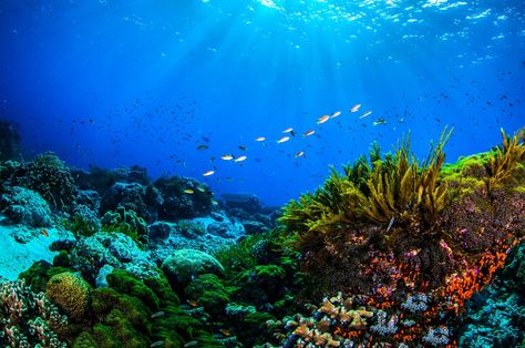 Coral Reef Photography, Underwater Restaurant, Coral Bleaching, Ocean Landscape, Underwater Photos, Water Photography, Underwater Photography, Ocean Photography, Underwater World