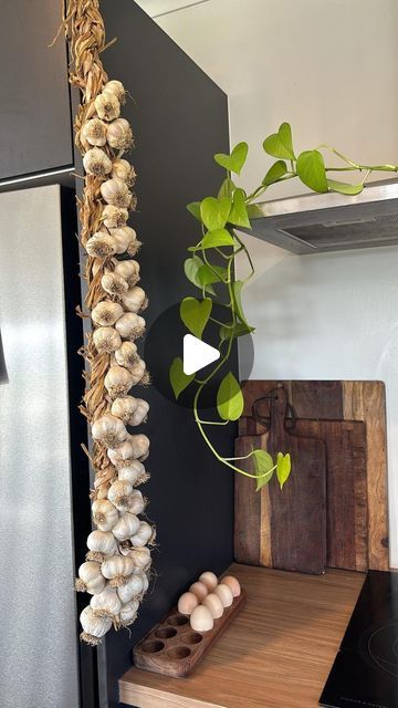 Tui Garden & Home on Instagram: "Learn how to plait your garlic harvest for storing 🧄🙌 with @alesha_tomasi’s handy video   #garlic #braids #braidgarlic #garlicharvest #growyourownveggies #growyourownfood #gardeningnz #nzgardener #garlictips #ediblegarden #kitchengarden #gardenhack #gardentip" Braiding Garlic, Hanging Garlic, Garlic Braid, Garlic Harvest, Garlic Festival, Harvesting Garlic, Urban Homestead, Urban Homesteading, Farm Stand