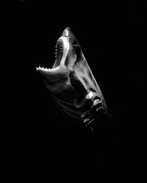 Shark Black Background, Shark Black And White, Tiger Shark Tattoo, Shark Awareness, Shark Tattoo, Shark Tattoos, Tiger Shark, Black Background Wallpaper, Bigger Boat