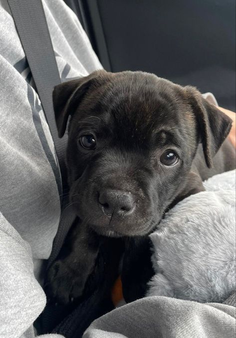 Black Staffy Puppy, Black Pitbull Puppy, Pittbulls Dogs, All Black Pitbull, Black Staffy, Black Pitbull Puppies, Staffie Puppies, Staffy Pups, Black Pitbull