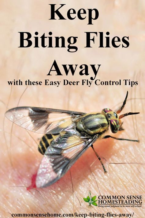 Keep biting flies away from your head with this simple Boy Scout trick, plus other deer fly control tips and deer fly deterrents for yard or campground. Deer Fly Repellent, Fly Repellant Diy, Fly Deterrent, Deer Flies, Household Bugs, Yellow Flies, Deer Fly, Flies Outside, Get Rid Of Flies