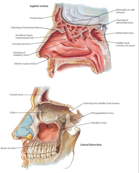 #anatomy Sinuses Anatomy, Paranasal Sinuses, Maxillary Sinus, Congratulations Images, Pre Med, Human Anatomy, Head And Neck, Medical School, Study Tips