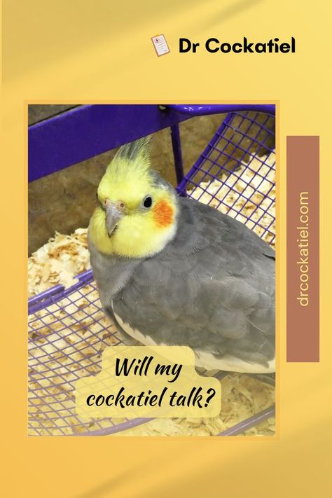 cockatiel talk How To Talk, Parakeets, You're Not Alone, How To Know, Have You Ever, Parrot, Bridge, To Learn, Benefits