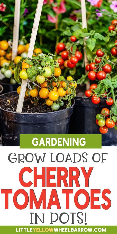 Growing Cherry Tomatoes In Containers, Cherry Tomato Potted Plant, Pot Tomato Plants, How To Grow Cherry Tomatoes In A Pot, Plant Tomatoes In Pots, Planting Vegetables In Containers, Tomato Plants Growing Tips In Pots, Container Tomatoes Growing, Small Tomato Garden Ideas