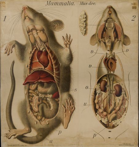 Animal Anatomy Study Aesthetic, Anatomy Animals Study, Vet Med Drawing, Animal Skeleton Anatomy, Cat Dissection Anatomy, Animal Anatomy, Dog Anatomy, Vet Medicine, Biology Art