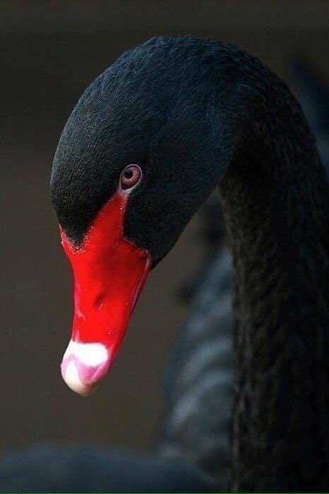 Black Swan Bird, Regnul Animal, Swans Art, Beautiful Swan, Winter Morning, Australian Birds, Rare Birds, Majestic Animals, Poses References