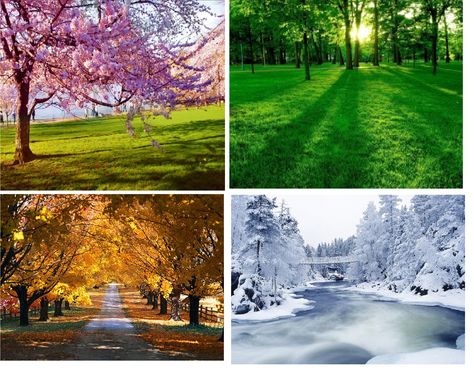 seasons collage Four Seasons Aesthetic Art, Painting Seasons, Weather Memes, The 4 Seasons, Seasons Activities, Good Morning Flowers Pictures, Different Seasons, Seasons Of The Year, Color Analysis