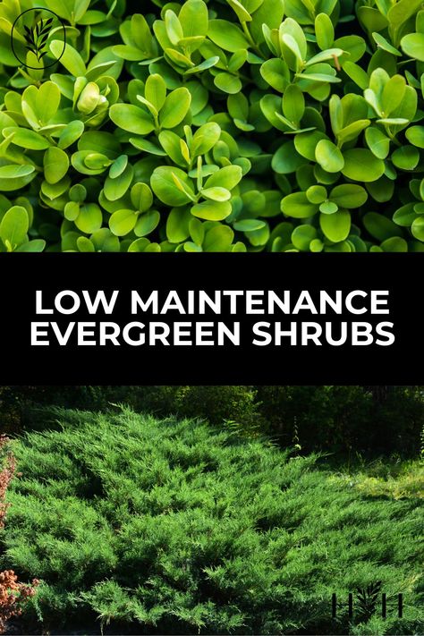 Pacific Northwest Evergreen Shrubs, Low Growing Evergreens, Mounding Evergreen Shrubs, Evergreen Foundation Shrubs, Best Low Maintenance Shrubs, Evergreen Shrubs Landscaping, Evergreen Foundation Plants, Front Landscape Ideas Low Maintenance, Small Low Maintenance Shrubs