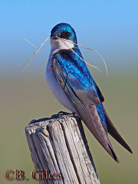 Ready to Nest by Barry Giles / 500px Need Change, Flying Animals, Tree Swallow, Bird Identification, Swallow Bird, Bird Photos, Blue Nature, Kinds Of Birds, All Birds