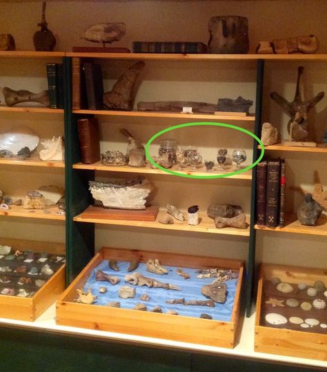 Display ideas for loose fossils. - Member Collections - The Fossil Forum Fossil Collection Display, Fossil Display, Collection Display, Exhibition Display, Science Fair, Displaying Collections, Display Ideas, Fossil, Decor Ideas