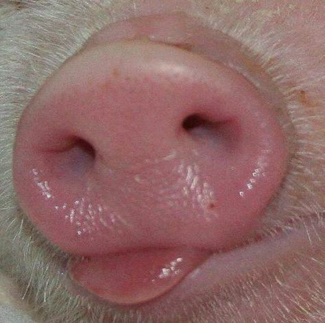 @michelgaubert Pig Snout, Animal Noses, Pig House, Small Pigs, Tout Rose, Cute Piglets, Pig Nose, Funny Pigs