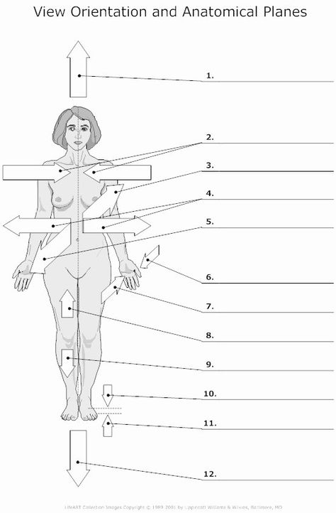 50 Anatomical Terms Worksheet Answers | Chessmuseum Template Library Anatomical Planes And Directions, Body Planes Anatomy, Directional Terms Anatomy, Planes Anatomy, Body Planes, Fun Anatomy, Anatomical Position, Body Systems Worksheets, Sterile Processing