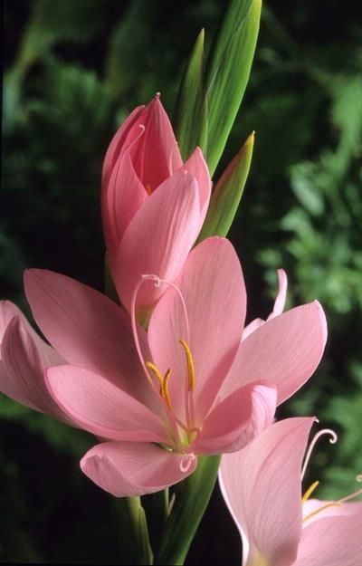 Schizostylis Coccinea, Floral Photography Nature, Hd Flower Wallpaper, Jungle Flowers, Orchid Show, Unusual Flowers, Flower Therapy, Floral Photography, Beautiful Flowers Pictures