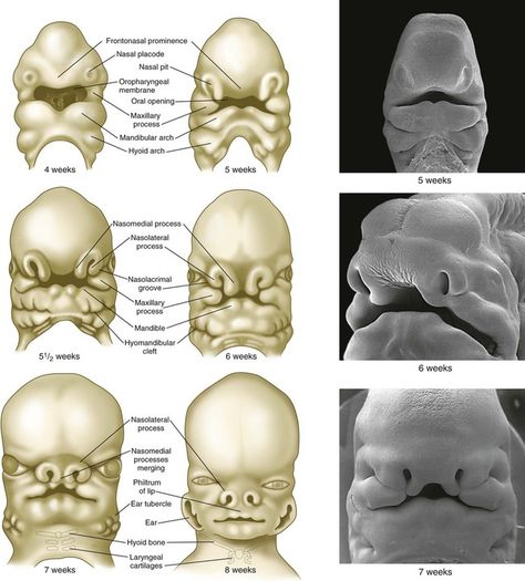 Human Embryo Development Development Of Face Embryology, Human Embryo Development, 4aa Embryo, Embryo Development, Nervous System Anatomy, Human Embryo, Dental Hygiene School, Medicine Notes, Medical School Life