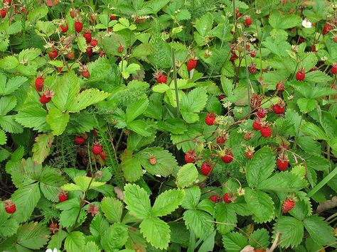 More wild strawberries Strawberry Bush, Strawberry Patch, Wild Strawberries, Painting Inspo, Class Ideas, Song Bird, Art Class, Spring Time, Strawberries