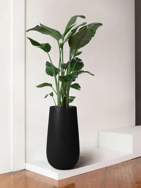 Bird of Paradise With Flute Pot Extra Large 8 ft tall, potted plant, shipped by Léon & George Office Plants Ideas Interior Design, Entry Plants, Long Planters, Statement Plants, Birds Of Paradise Plant, Potted Olive Tree, Long Planter, Easy Care Houseplants, Long Vase