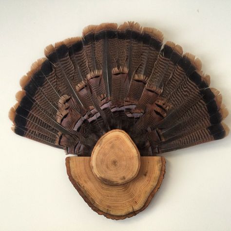 Turkey tail mount made of northern red oak log. Display Turkey Feathers, Grouse Fan Mount, Turkey Tail Fan Mount Ideas, Turkey Tail Mount Ideas, Turkey Tail Feather Mounts, Turkey Feather Mount Ideas, Turkey Tail Mount, Diy Turkey Mount, Turkey Feather Display