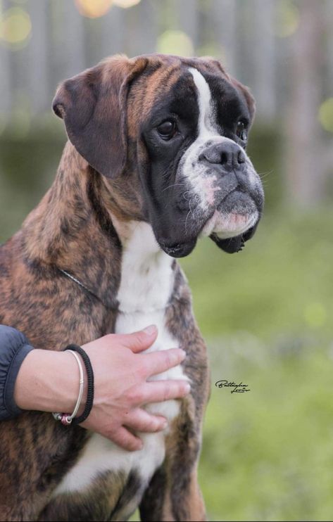 Brindle Boxer Puppies, Douglas Dog, Boxer Dogs Brindle, Boxer Dogs Facts, Boxer Dog Breed, Boxer Dogs Funny, Brindle Boxer, Olde English Bulldogge, Boxer And Baby