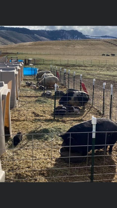 Homestead Pig Pen, Calf Pen Ideas, Pig Enclosure Outdoor, Pig Shelter Diy, Hog Pen Ideas, Pig Barn Ideas, Pig Pen Ideas, Pasture Pigs, Pig Pens