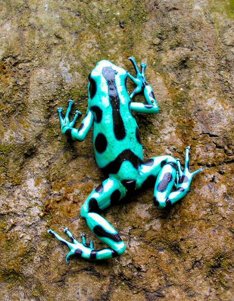 Green Poison Arrow Frog [Dendrobates Auratus] by Robin "Evil Bob" A, via Flickr Poison Arrow Frog, Frosch Illustration, Poison Arrow, Poison Frog, Amazing Frog, Frog Sitting, Frog Pictures, Frog Tattoos, Dart Frog