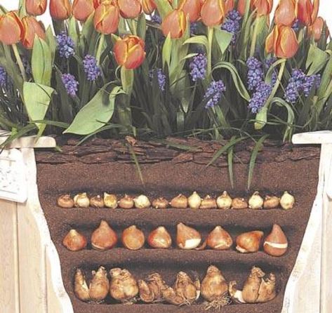 Plant bulbs lasagna-style Bulb Stacking, Layering Bulbs, Planting Daffodils, Bulb Planting, Tulip Top, Lasagna Gardening, Plant Bulbs, Grape Hyacinth, Fall Bulbs