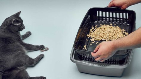 Best Sifting Litter Box for Pine Pellets (+ Sifting Trays) Pine Cat Litter, Diy Litter Box, Best Litter Box, Litter Tracking, Box Hacks, Tidy Cats, Cat Litter Tray, Litter Tray, Wood Pellets