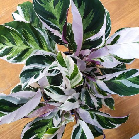 Browse Ferns & Shade Plants | Flowering Plants For Shade Calathea White Fusion, Flowering Shade Plants, Peacock Plant, Plant Goals, Calathea Plant, Potted Flowers, Variegated Plants, House Plants Indoor, Shade Plants