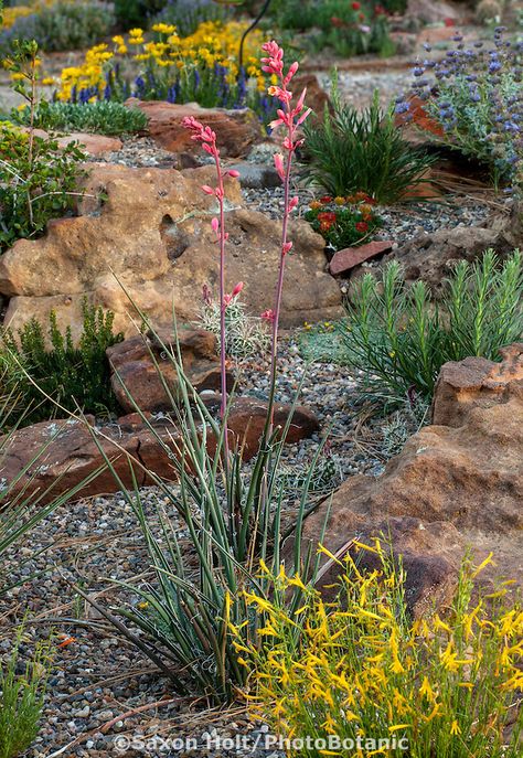 Hesperaloe parviflora dwarf in David Salman New Mexico xeric rock garden with Pineleaf Penstemon (Penstemon pinifolius) 'Magdalena Sunshine' Hesperaloe Parviflora, New Mexico Garden, Desert Paint Colors, Sloped Yard, Landscape Rock, Waterwise Garden, Rock Garden Design, Beach Gardens, Front Lawn