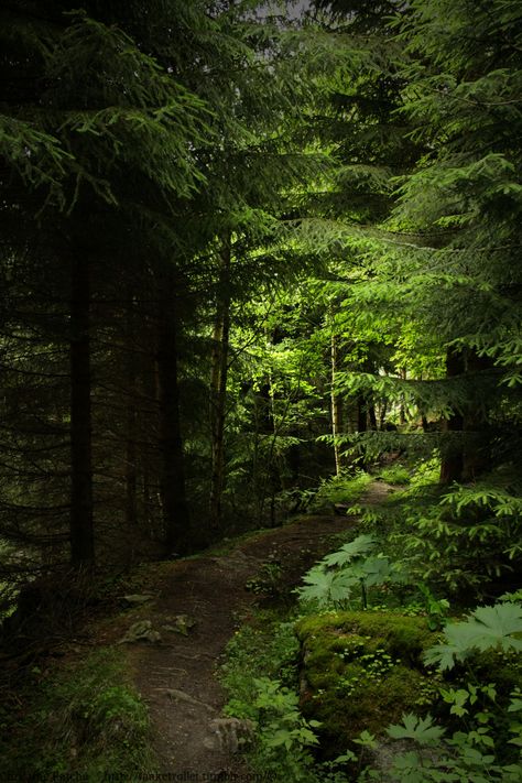 Enchanted Wood, Fairy Forest, Nature Spirits, Woodland Forest, Tall Trees, Walk In The Woods, Deep Forest, Forest Fairy, Magical Forest