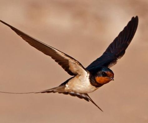 African Swallow, Kinds Of Birds, Swallows, Bird Photo, Book Inspiration, Bird Prints, Cold Winter, Beautiful Birds, Pet Birds