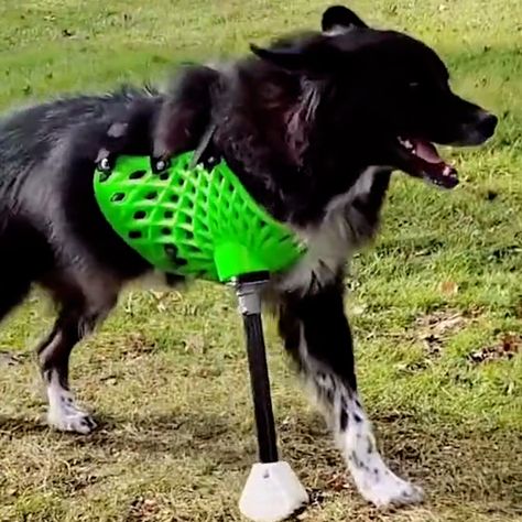 UNILAD - 3D Printed Animal Prosthetics Animal Prosthetics, Special Animals, Prosthetic Leg, Faith In Humanity Restored, Humanity Restored, Crusted Chicken, Faith In Humanity, 3d Printer, 3d Printed