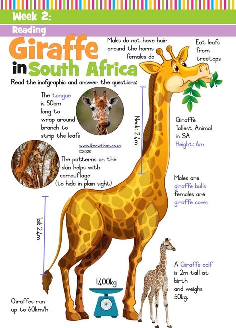 Giraffe Facts For Kids, Giraffe Habitat, Giraffe For Kids, Zoo Lessons, National Geographic Animals, Giraffes Cant Dance, Zoo Activities, Animal Lessons, Grammar For Kids