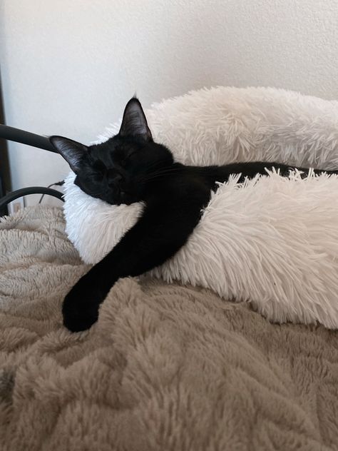 Black Cat In Bed, Black Cat Energy Aesthetic, Silly Black Cat, Black Cat Personality, Black Cat Sleeping, Sheldon The Tiny Dinosaur, Cat Yawning, Black Cat Aesthetic, Kitty Girl