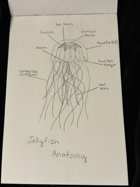 Jellyfish Anatomy, Marine Biology, Jellyfish, Biology, Anatomy