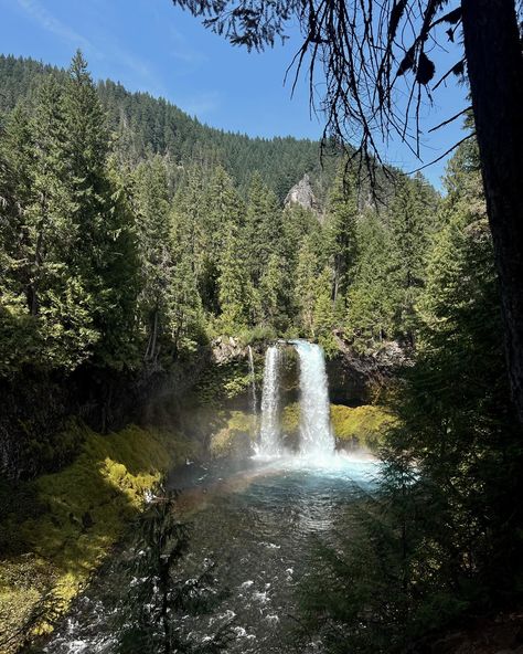 Loved Oregon so much I had to go back for part 2 🙂‍↕️🌿 Oregon Forest, Oregon Trip, Oregon Travel, Oregon, Purple, Quick Saves