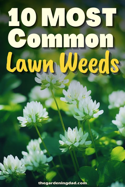 Are the lawn weeds driving you crazy? Use this link to figure out the 10 most common types of lawn weeds and how to get rid of them. #Thegardeningdad #lawn #weeds Common Lawn Weeds, Lawn Weeds, Weeds In Lawn, Front Lawn, Lawn Care, Different Types, To Learn, Ohio, Lawn