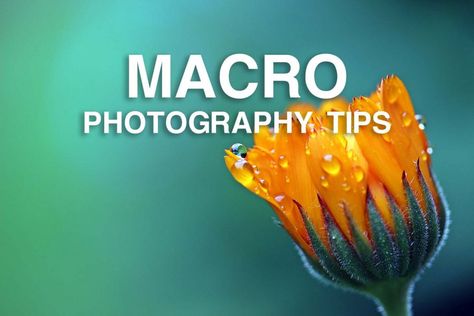 Macro Photography Tutorials: Photography on a Small Scale - Nature TTL Macro Photography Tips, Foto Macro, Macro Photography Tutorial, Digital Photography Lessons, Nature Photography Tips, Dslr Photography Tips, Nikon D5200, Creative Photography Techniques, Photography Help