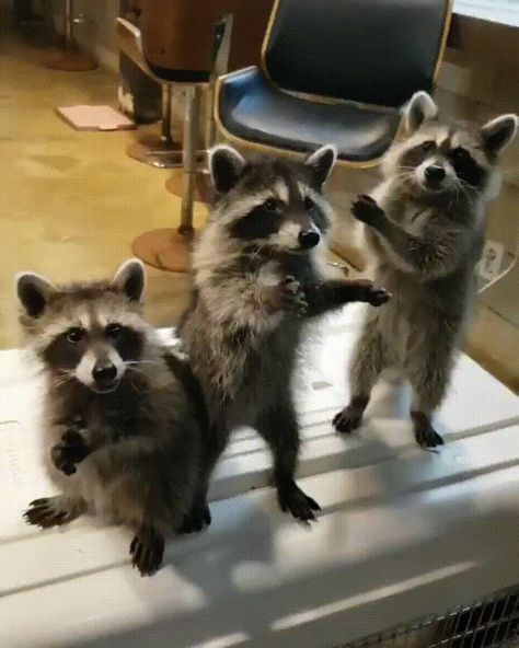 Baby trash pandas - GIF on Imgur Cute Animal Gif, 3 Musketeers, Pet Raccoon, Cute Raccoon, Raccoon Funny, Trash Panda, Silly Animals, Racoon, Cute Animal Videos