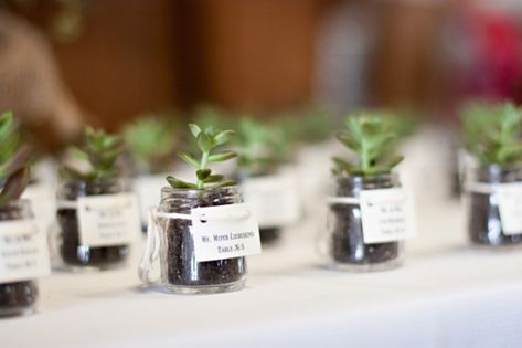 This cute present idea for wedding favors, party favors, Christmas gifts etc.. Easy to grow and keep alive And cute! Ideas For Glass Jars, Plant Wedding Favors, Succulent Wedding Favors, Succulent Favors, Small Glass Jars, Baby Food Jars, Succulent Wedding, Mini Succulents, Wedding Gifts For Guests