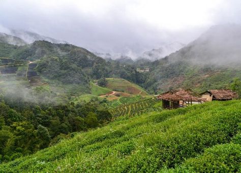 Mountain Mists. Top 10 Attractions in Chiang Mai Province Thailand Chiang Mai Mountain, Yakuza Tattoo, Marine Conservation, Northern Thailand, Chiang Mai Thailand, Mountain Road, Koh Tao, Koh Samui, Photography Wallpaper