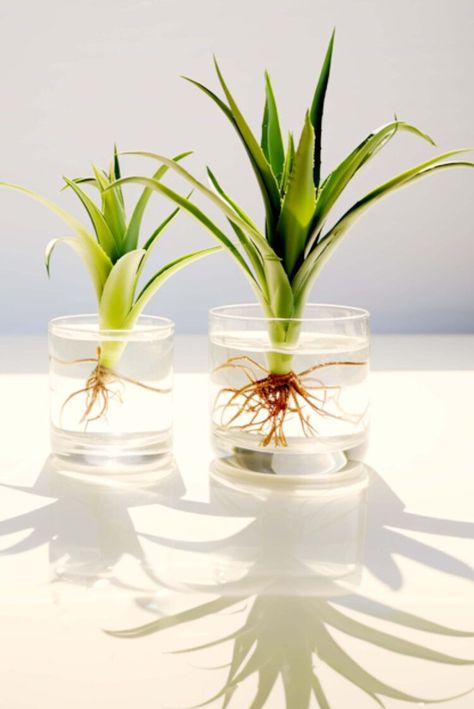 You can propagate aloe vera plants in water, but it's a little tricky. This article will guide you through turning aloe vera cuttings into healthy new plants. Aloe Plant Propagation, Aloe Vera In Water, Aloe In Glass Vase, Rooting Aloe Vera Plants, Aloe Vera Plant Propagation, Propagating Aloe, Propagating Aloe Vera, How To Propagate Aloe Vera, Propagate Aloe Vera