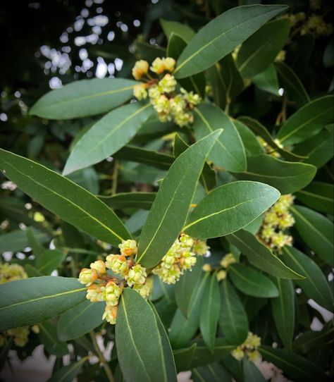 is one of the culinary flavorings often used in soups and stews. It's also known as sweet bay or Grecian laurel. Leaves can be harvested year round. Its leaves are rich with the heady, aromatic scent of the essential oil ceneole. The plant can be grown as a tree, multi-trunked shrub, or container plant. From UC Master Gardeners, vF 6-27-22 Laurel Plant, Bay Laurel, Laurus Nobilis, Bay Tree, Laurel Leaves, Master Gardener, Balcony Garden, Container Plants, Soups And Stews