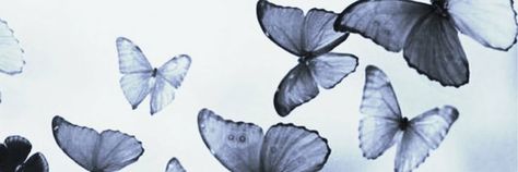 Butterfly Aesthetic Twitter Header, Blue Aesthetic Fb Cover, Butterfly Medium Widget, Butterfly Notion Cover, Butterfly Keyboard Wallpaper, Blue Butterfly Header, Butterfly Discord Banner, Butterfly Header Aesthetic, Blue Butterfly Widget