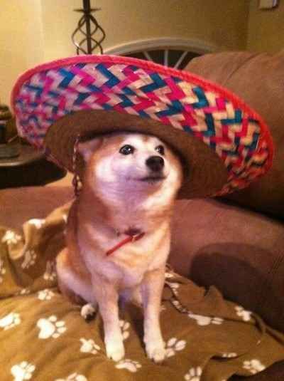 Dog with a very large sombrero. | 35 Dogs That Will Make Your Day Instantly Better The Awkward Yeti, Funny Dog Memes, Cute Cats And Dogs, Cute Creatures, Dog Memes, Shiba Inu, Cute Funny Animals, Cool Cats, Cat Memes