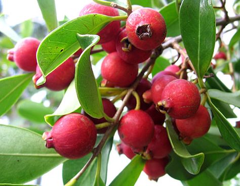 Strawberry Guava… Guava Jelly! Guava Plant, Guava Recipes, Cherry Plant, Pineapple Guava, Guava Tree, Strawberry Guava, Guava Leaves, Guava Fruit, Guavas